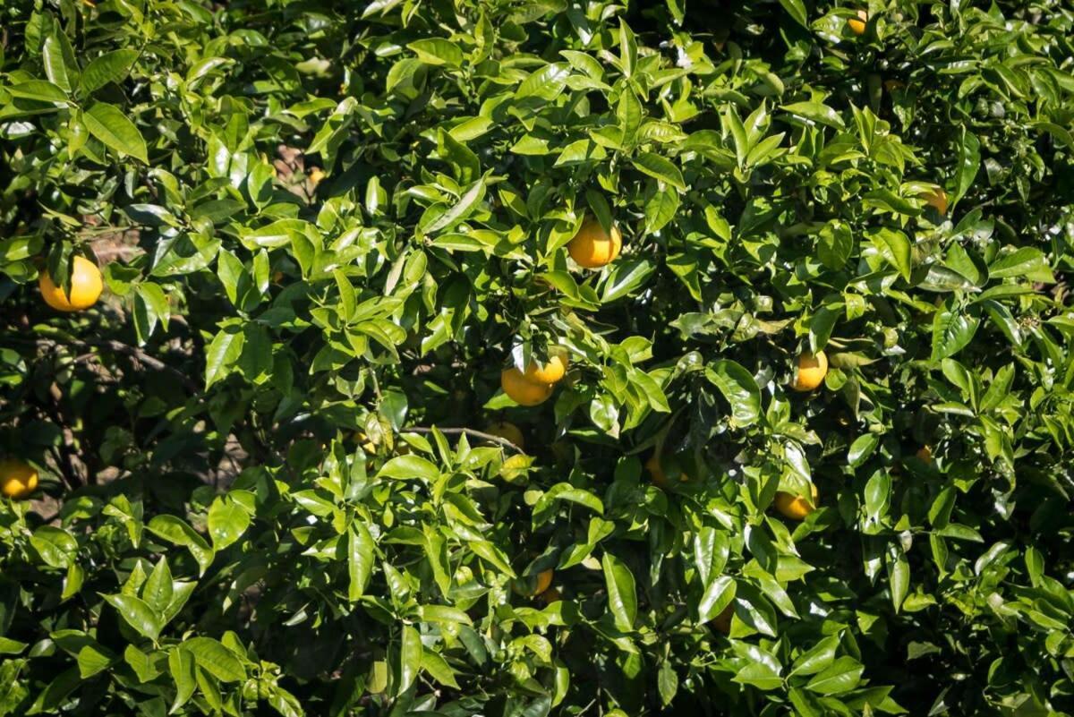 فيلا Quinta Do Solar Perfect For Families Ponta Delgada المظهر الخارجي الصورة